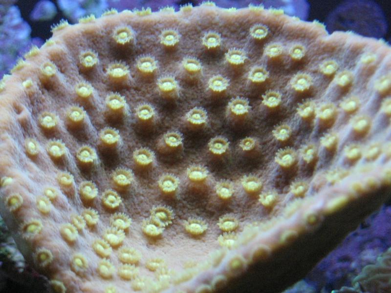 Turbinaria