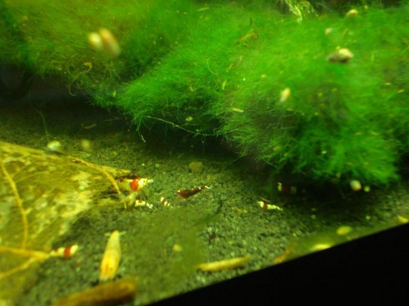 red ruby da piccola