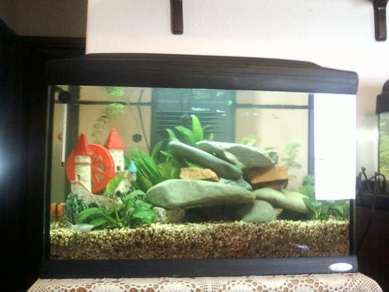 acquario da 75 litri ( questa  uno dei miei primi layout)