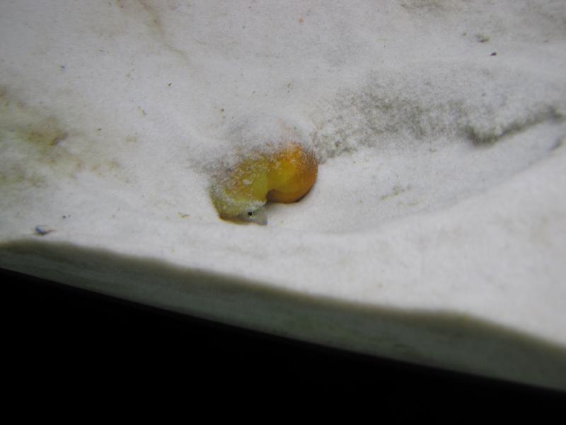 Ampullaria Particolare