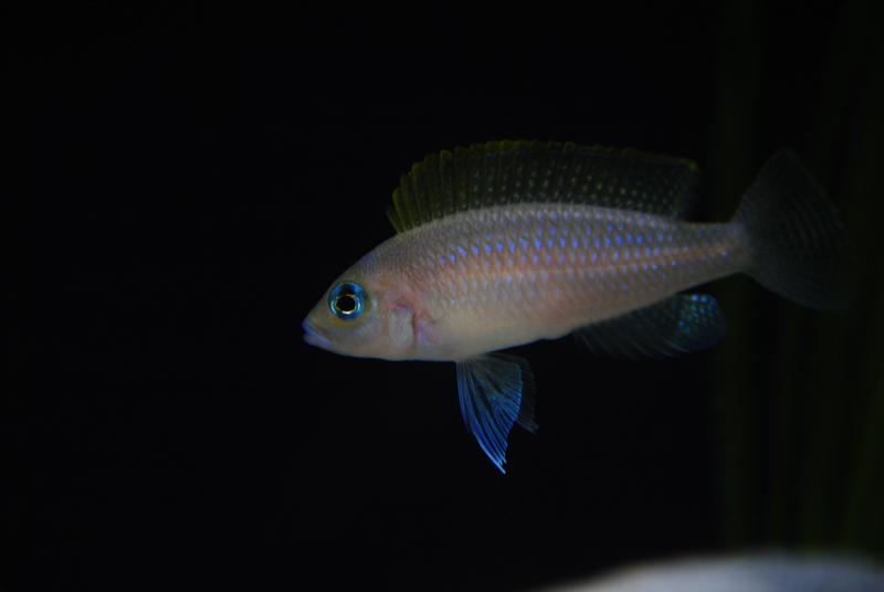 DSC 0003