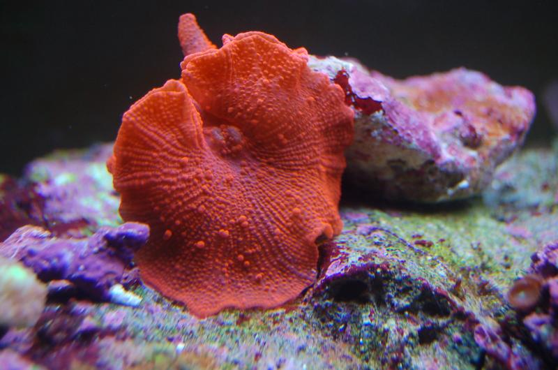 Discosoma Rosso