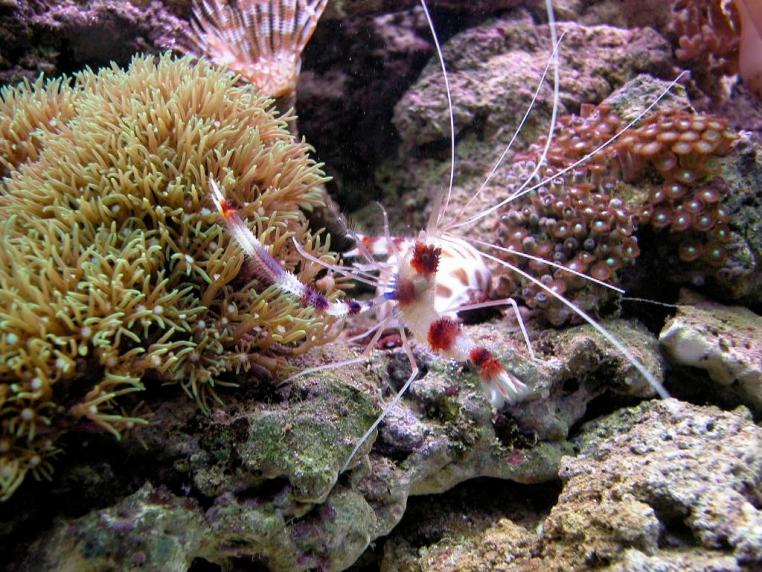 Stenopus Hispidus
