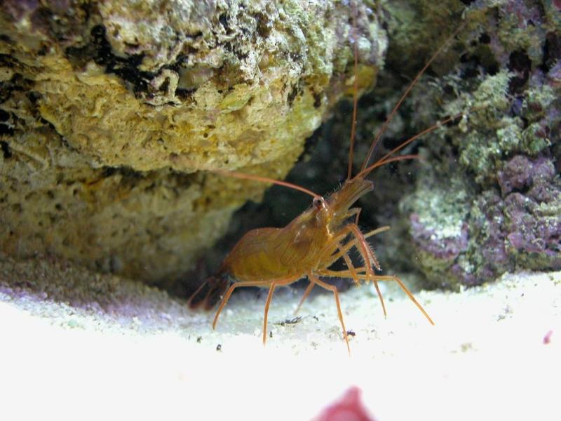Lysmata Wurdemanni