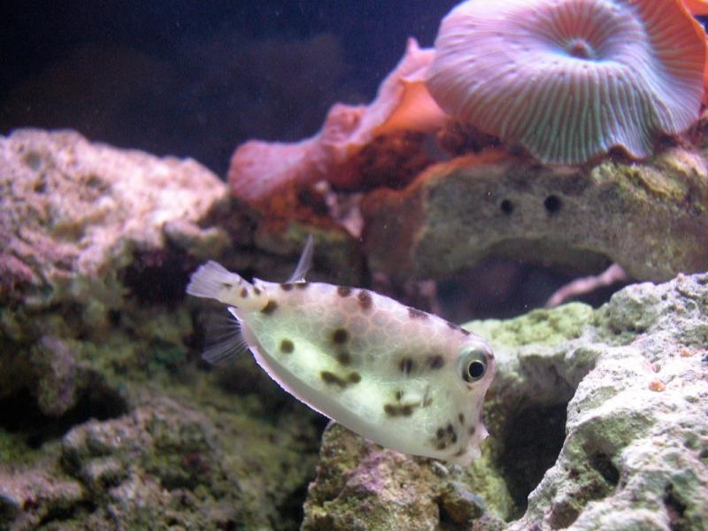Actinodiscus