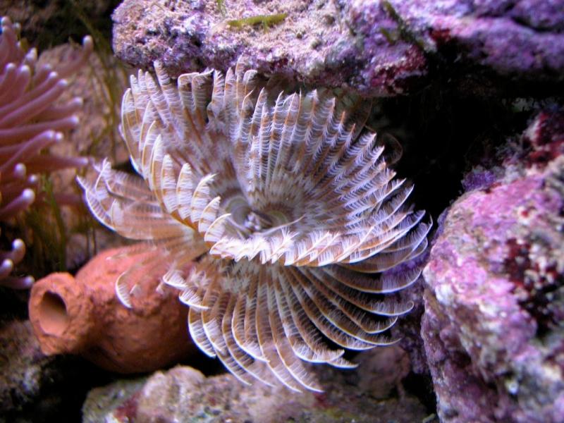 Sabella