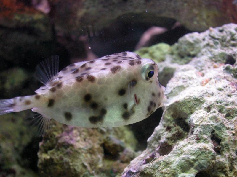 Pesce scatola