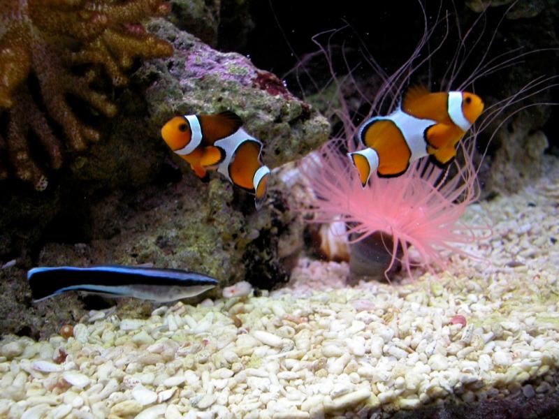 Labroides Dimidiatus, Ceriantus e Amphiprion ocellaris