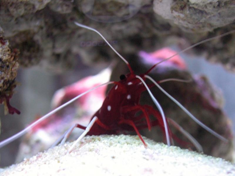 Lysmata Debelius
