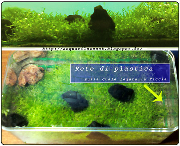 ricciapratino