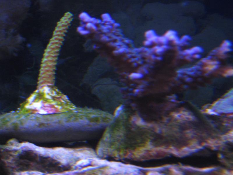 14 Acropora Hoekesemai Blu e Tenuis gialla Marzo 2010