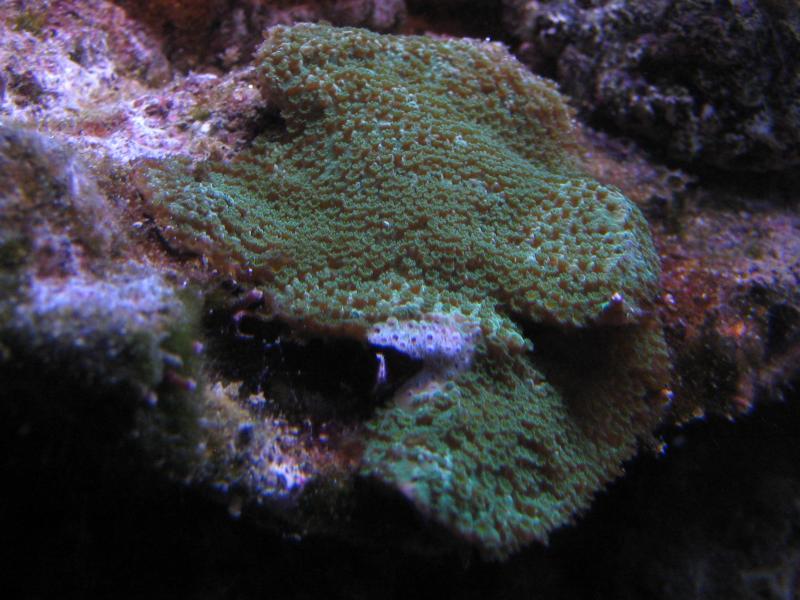 23 Montipora Capricornis Marzo 2010