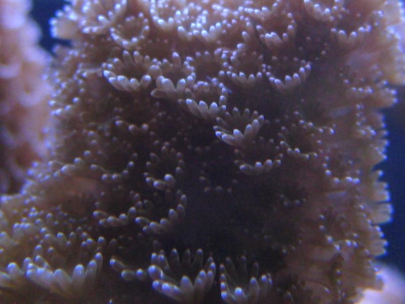 30 Montipora Digita macro Marzo 2010