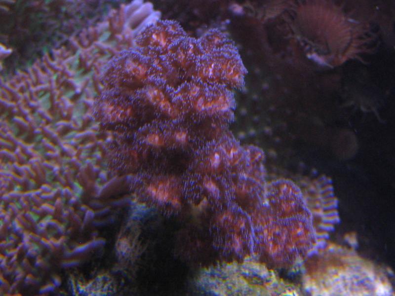 22 Pocillopora Damicornis rosa Marzo 2010