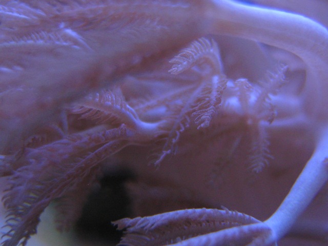 38 Xenia Pumping rosa macro Marzo 2010