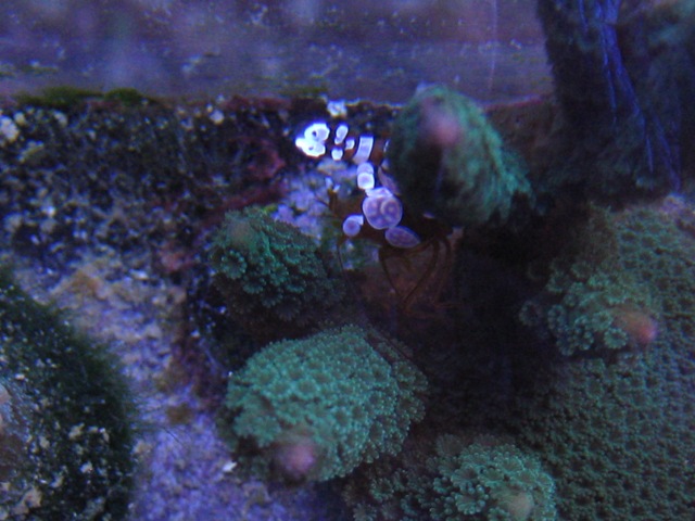 44 Hymenocera Picta Marzo 2010