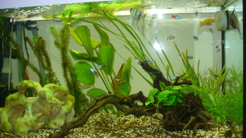 IL MIO ACQUARIO