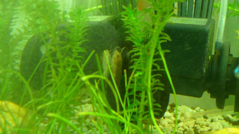 Gastromyzon Punctulatus