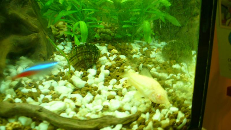 Corydoras Albino