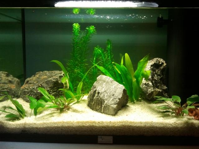 Acquario 05 Maggio 2