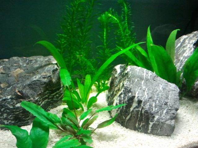 Acquario 05 Maggio 4