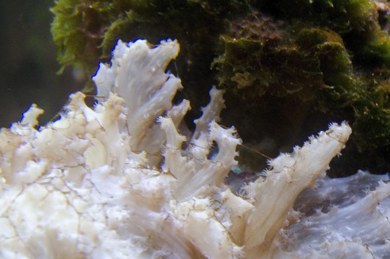 Acquario B