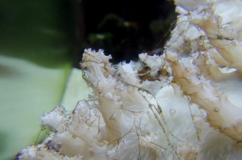 Acquario B1