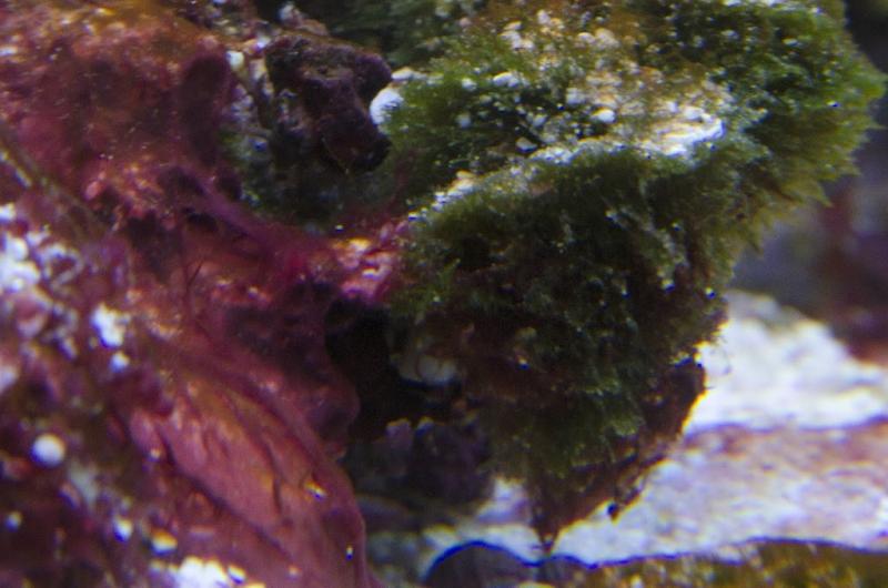 Acquario C1