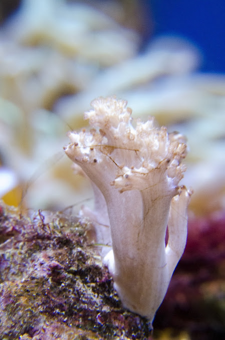 Acquario D