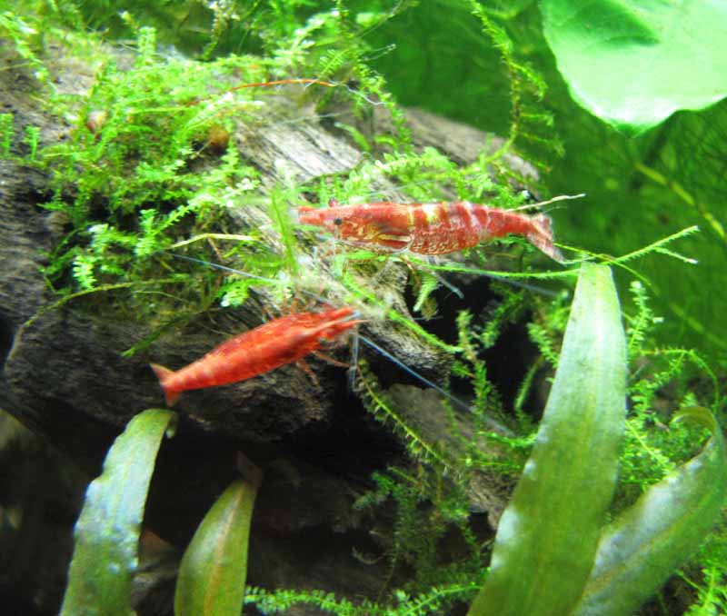 12.09.2010 red cherry III