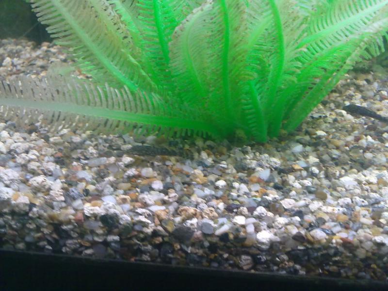 i miei primi piccoli