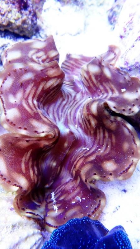3 tridacna squamosa di cm 12- 120.00