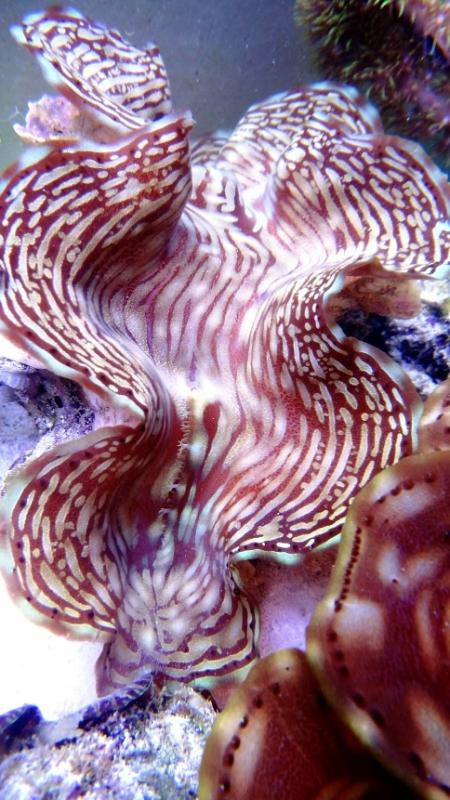 5 tridacna squamosa di cm 15- 140.00
