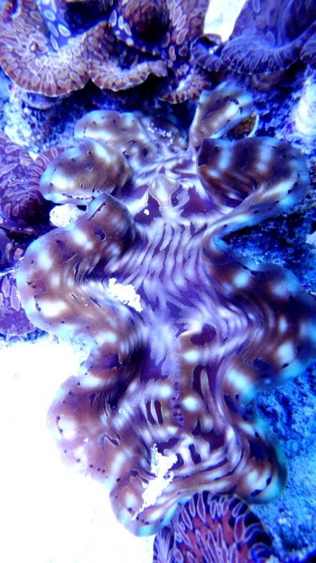 7 tridacna squamosa di cm 15- 140.00