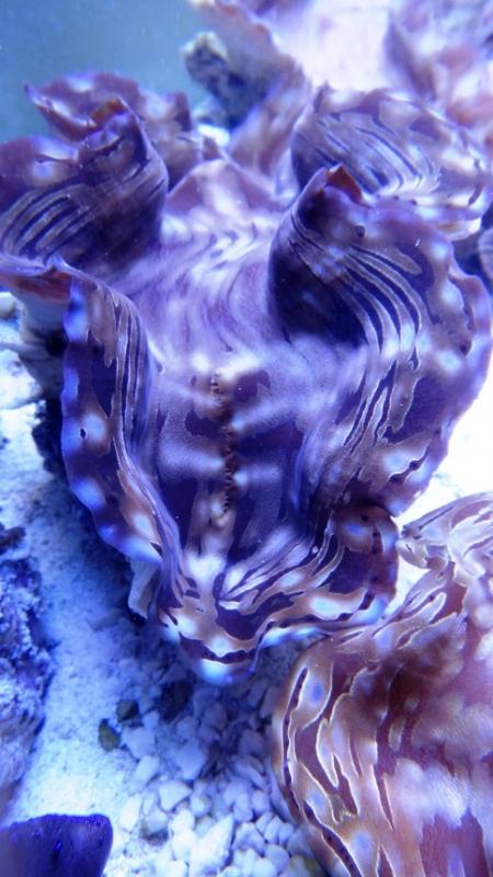 9 tridacna squamosa di cm 14- 140.00
