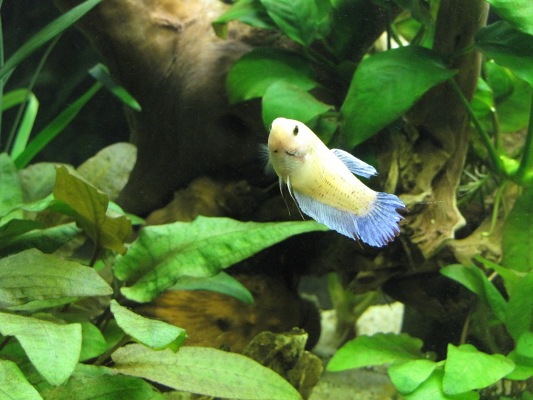 04.02.2012 betta femmina