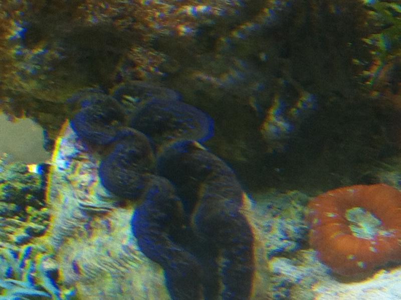 tridacnona