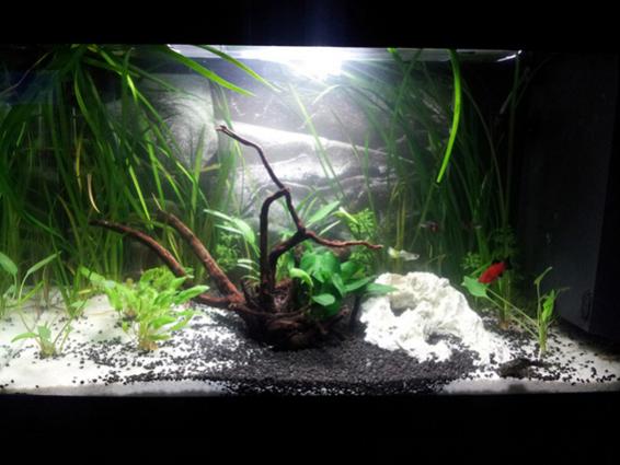 Acquario 54 litri con poecilidi