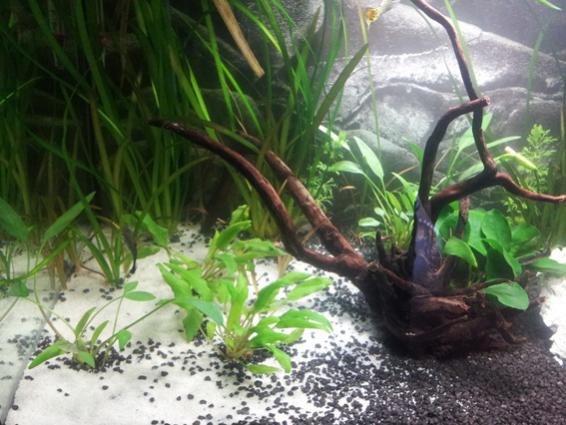 Particolare con Cryptocoryne Wendtii e parva