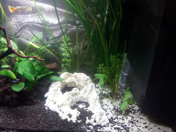 Particolare con Limnophila Sessiflora