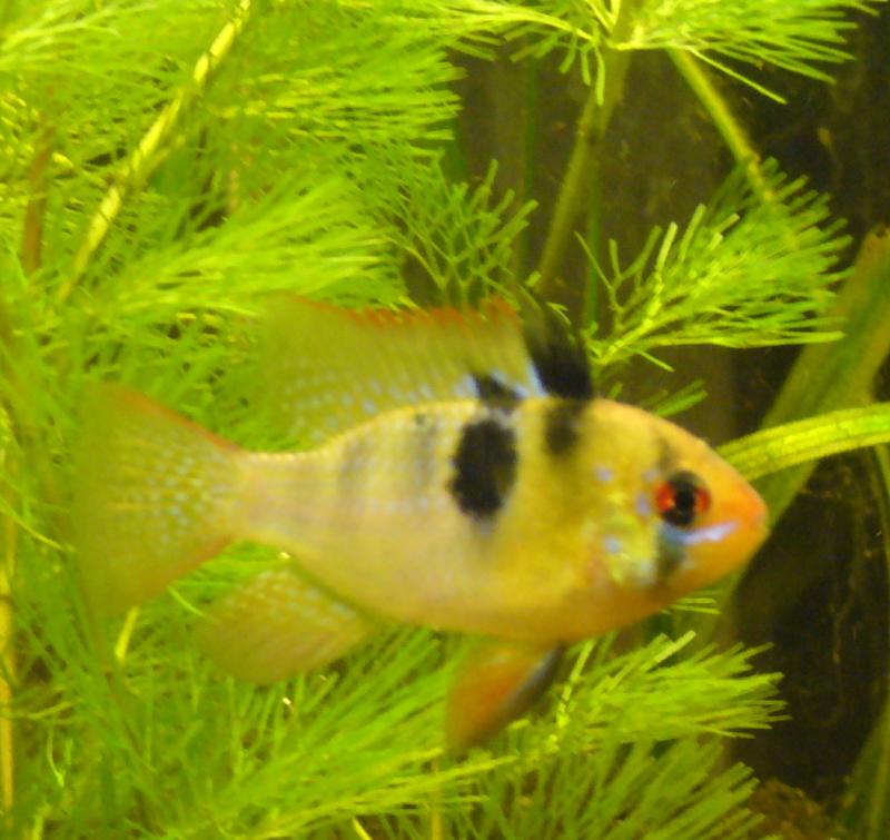 boris