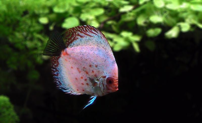 Symphysodon Aequifasciatus