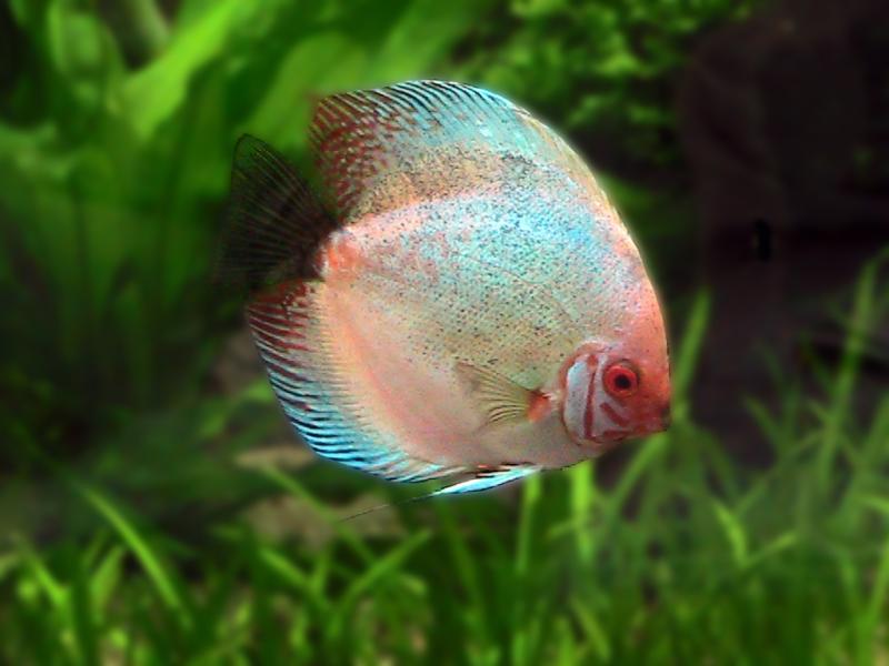 Symphysodon Aequifasciatus