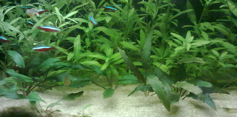 Criptocoryne