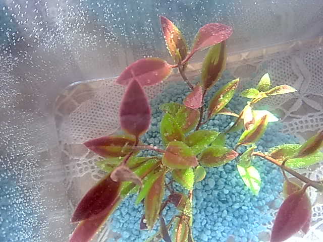 Foto Cell 321