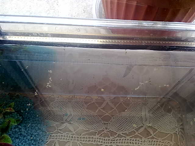 Foto Cell 326