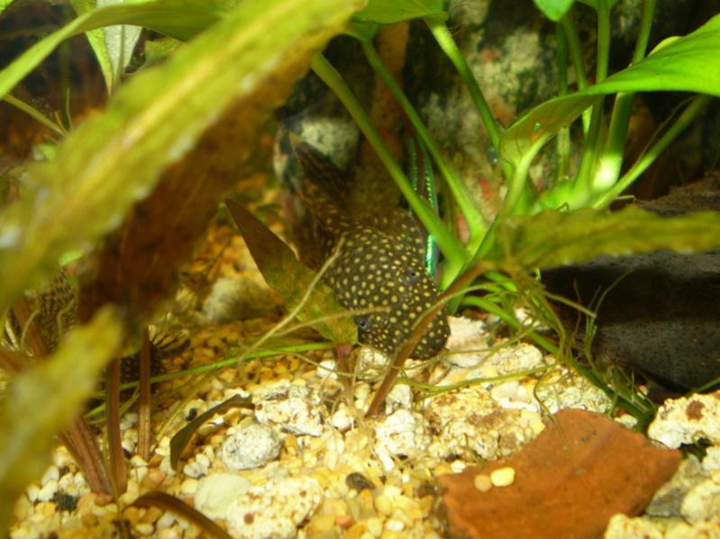 ANCITRUS