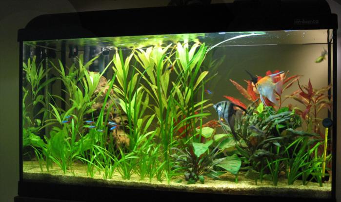 acquario