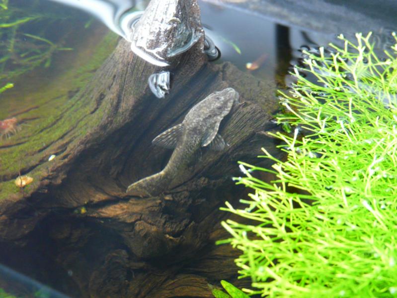 Otocinclus Negros