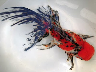 Azuma Nishiki Yatomi Type